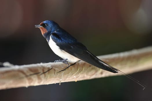 Swallow