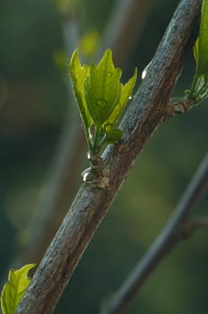 Leaf with water droplets