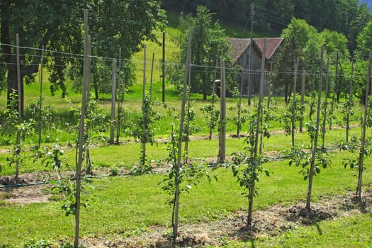 Fruit growing