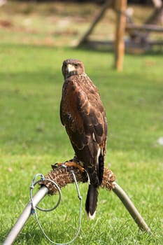 Desert Buzzard 2