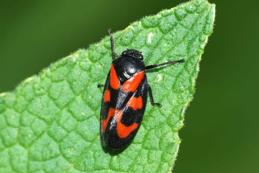 The blood cicada belongs to the family of mostly brown leafhoppers. Due to its striking coloration,it is very easy to recognize.