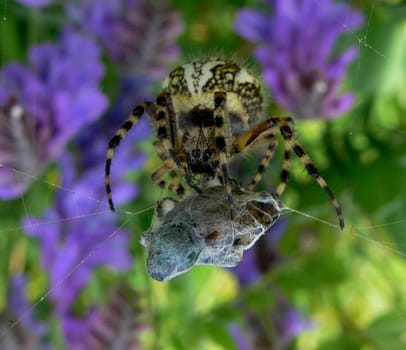 Cross spider