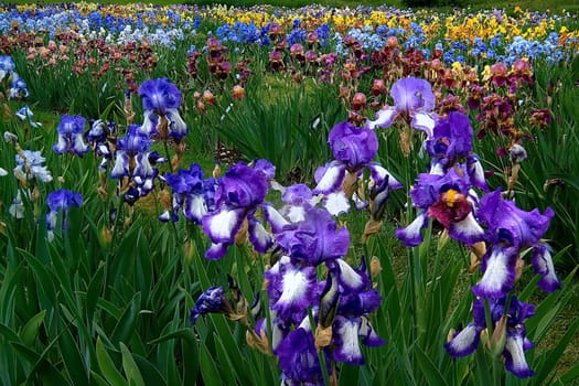 The Sword Lily Army