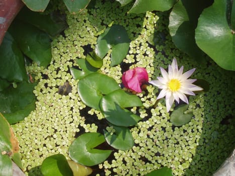 Lily