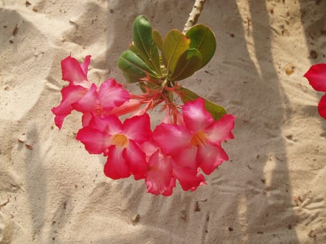 Thai Flower