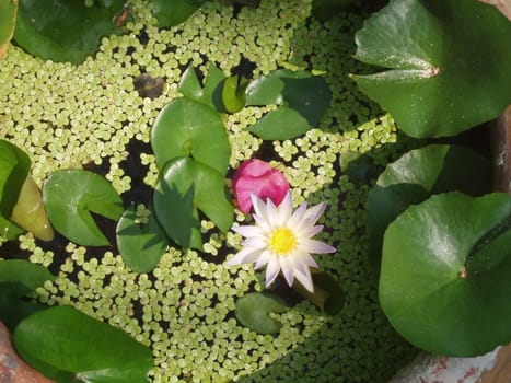 Water lily