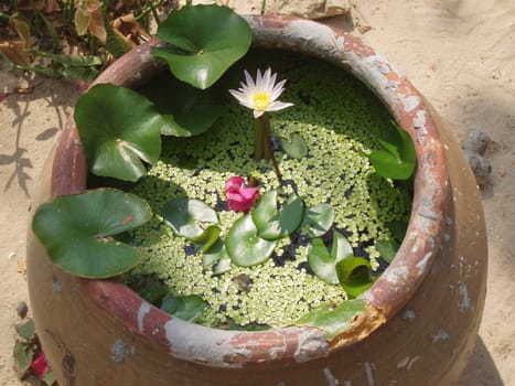 In a clay pot