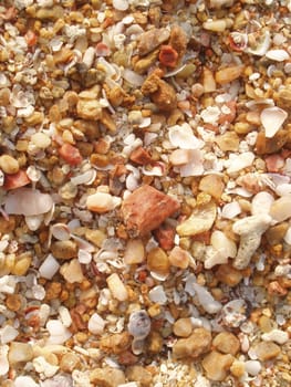Mussels in detail