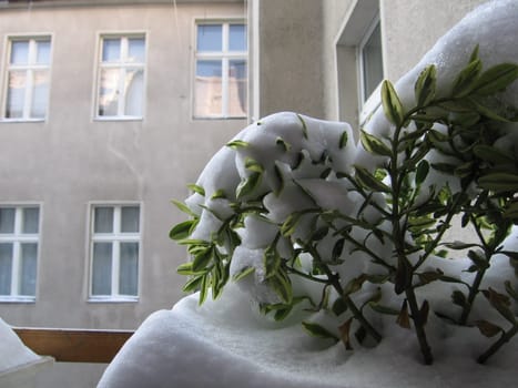buried in the snow