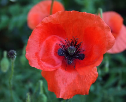 ... Poppy...