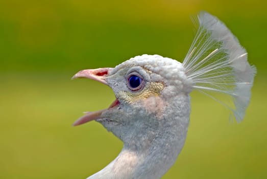 The white peacock is identical in appearance to that of the blue peacock. The Blue Peacock (Pavo cristatus) is a species of bird in the Phasianidae family. Peacocks are considered the oldest ornamental birds of man. As site-loyal birds