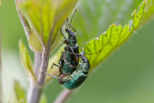 Green weevil in mating