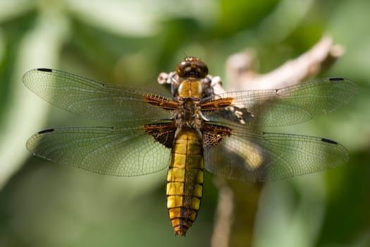 female flat-bellied dragonfly sitting