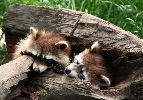 Please do not disturb