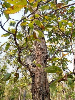 Tree in Chiang Mai