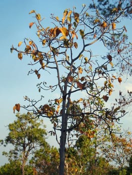tree without christmas