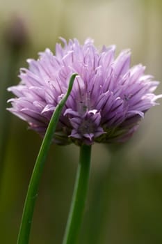 Chives flowers