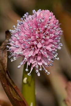 Moor Carnation - Helonias Bullata
