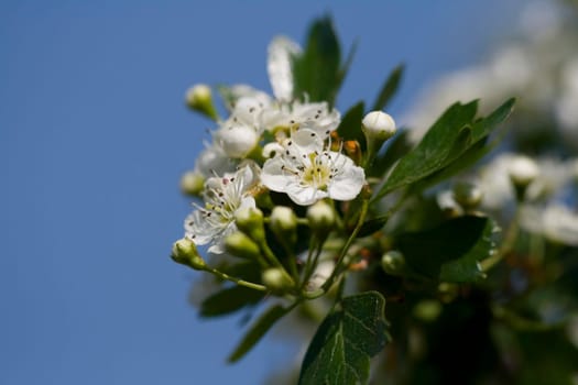 Hawthorn