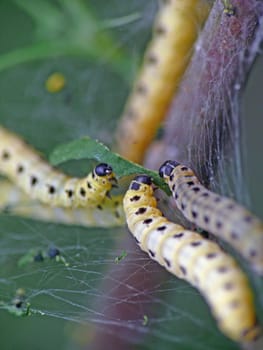 Larvae of the spider moth (Yponomeuta cagnatellus) feed on the common cap (Euonymus europaeus) -------- The spider moths are an independent family of butterflies (Yponomeutidae),of which about 90 species occur in Central Europe. It is