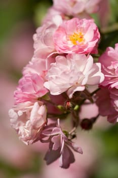 pink roses