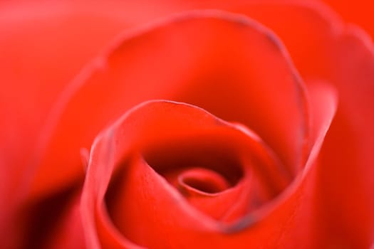 red rose