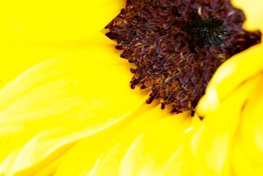Sunflower close abstract