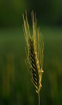 Sunny ear of corn