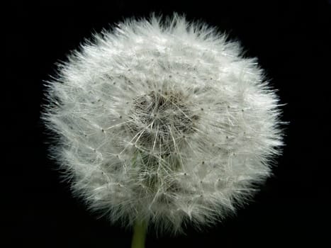 Dandelion,black background