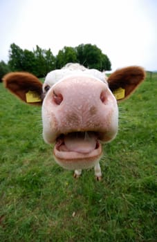 Cow's mouth