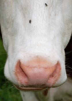 A cow and two flies