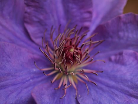 Clematis