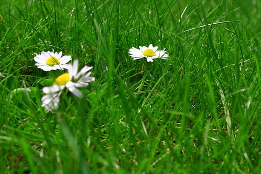 Daisy