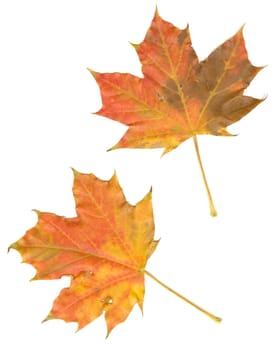 Maple leaves