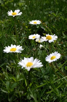 Daisy