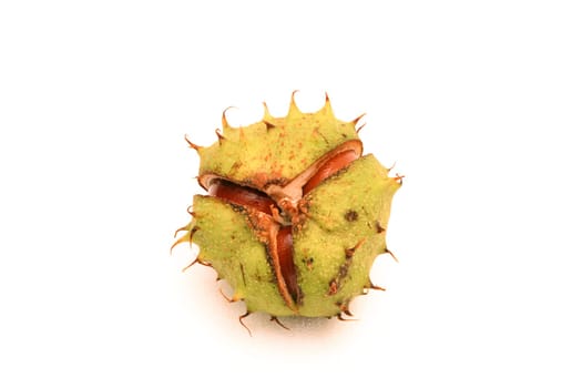 Chestnut