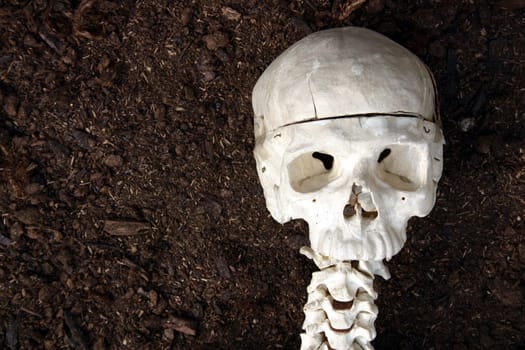 Skull