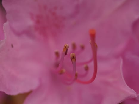 RHODODENDRON up close