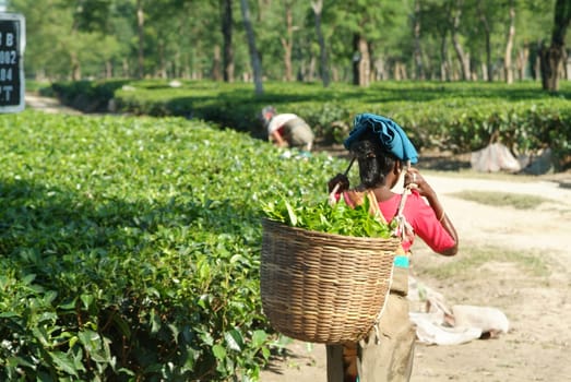 Tea picker