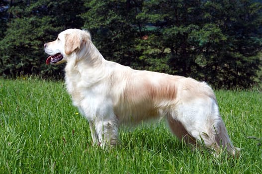 Golden Retriever in meadow