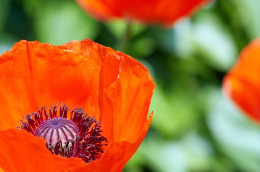 Poppy macro shot