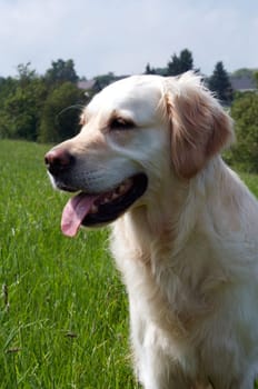 Golden Retriever in meadow