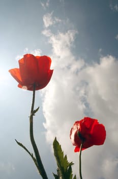 Poppies to the sky