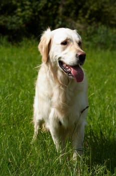 Golden Retriever in meadow