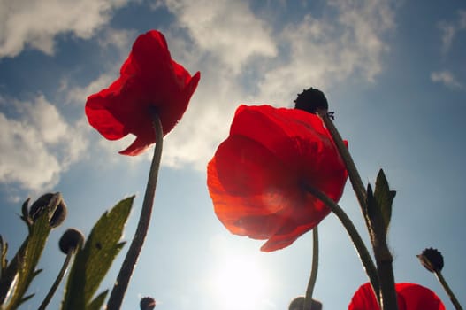 Corn poppy