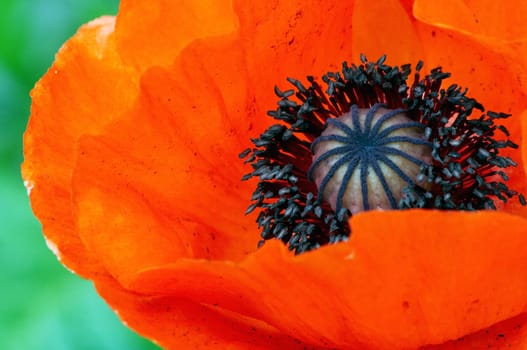 Poppy macro shot