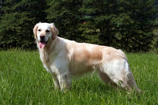 Golden Retriever in meadow