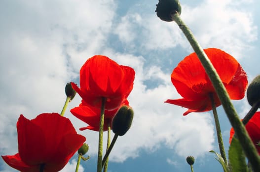 Poppies to the sky