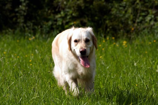 Golden Retriever in meadow