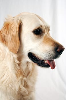 Golden Retriever Portrait